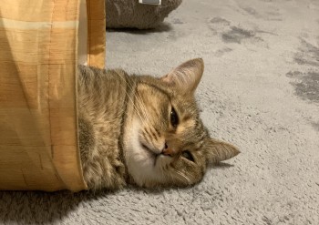 ご挨拶