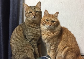 沿革