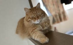 cha_1