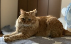 cha_2