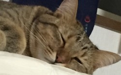 kiji_2