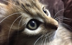 kiji_4